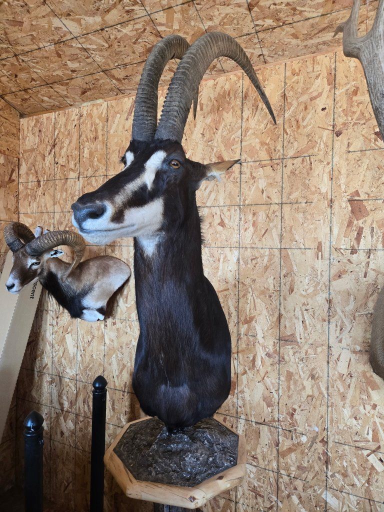 AFRICAN ROOM TAXIDERMY