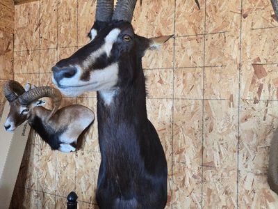 AFRICAN ROOM TAXIDERMY