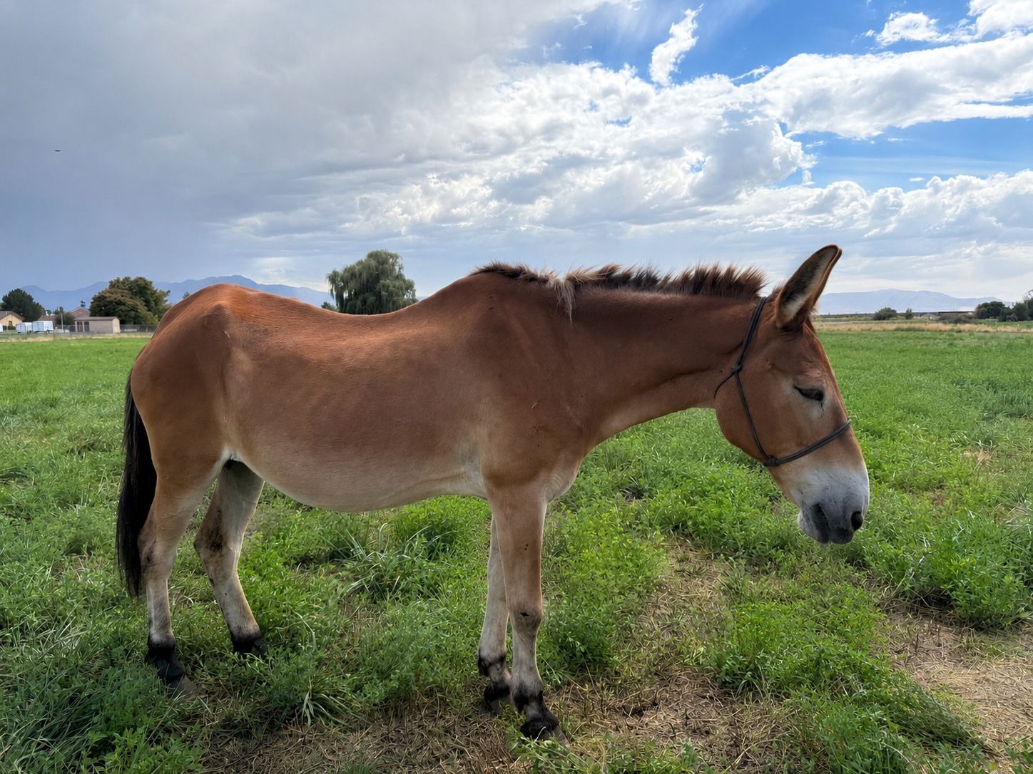 2 Gentle Experienced Mules