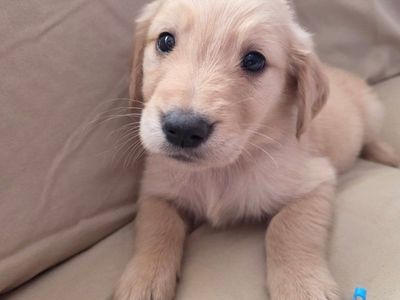 Adorable Golden Retriever Puppies 5 grls 5 boys