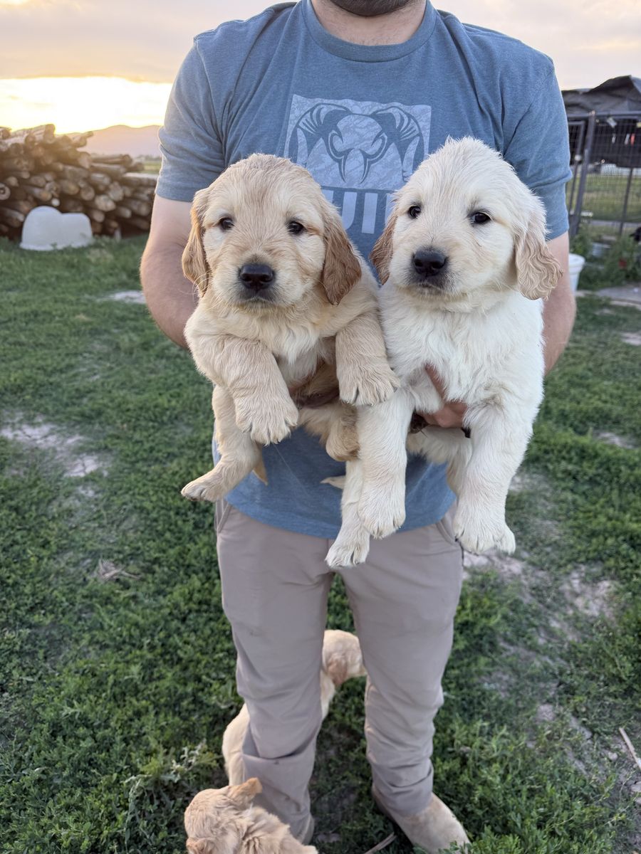AKC Golden Retriever Puppies