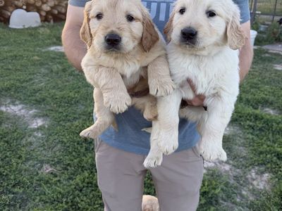 AKC Golden Retriever Puppies