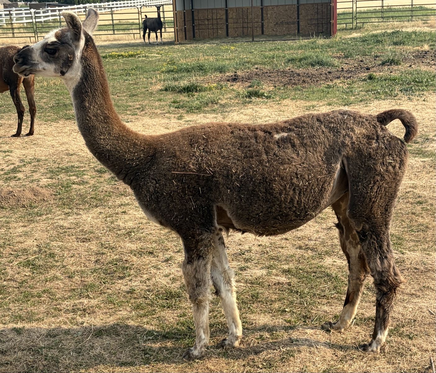 Female Llama