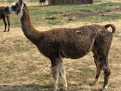 Female Llama
