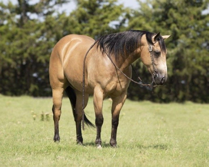 15hh Buckskin Quarter Horse gelding