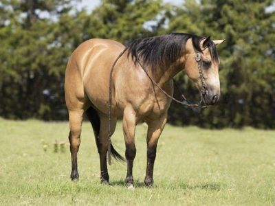 15hh Buckskin Quarter Horse gelding