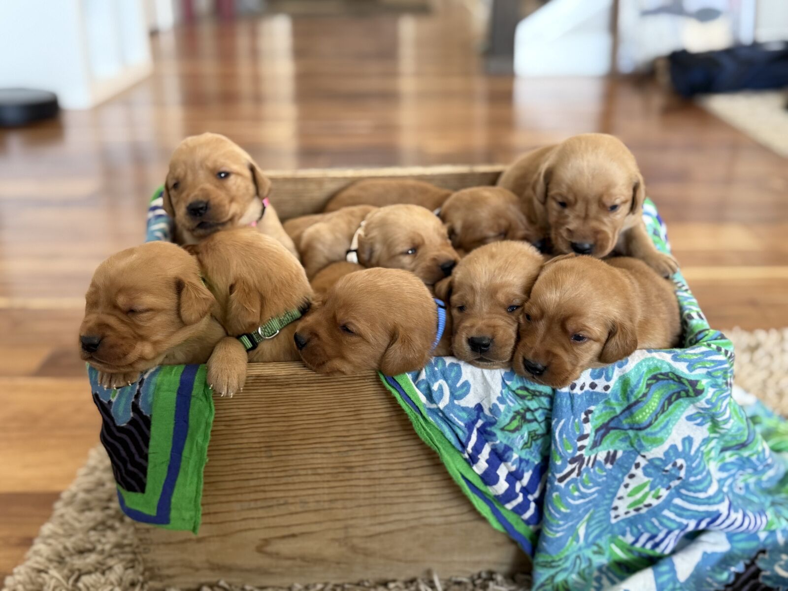 Goldador Puppies