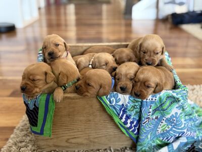 Goldador Puppies