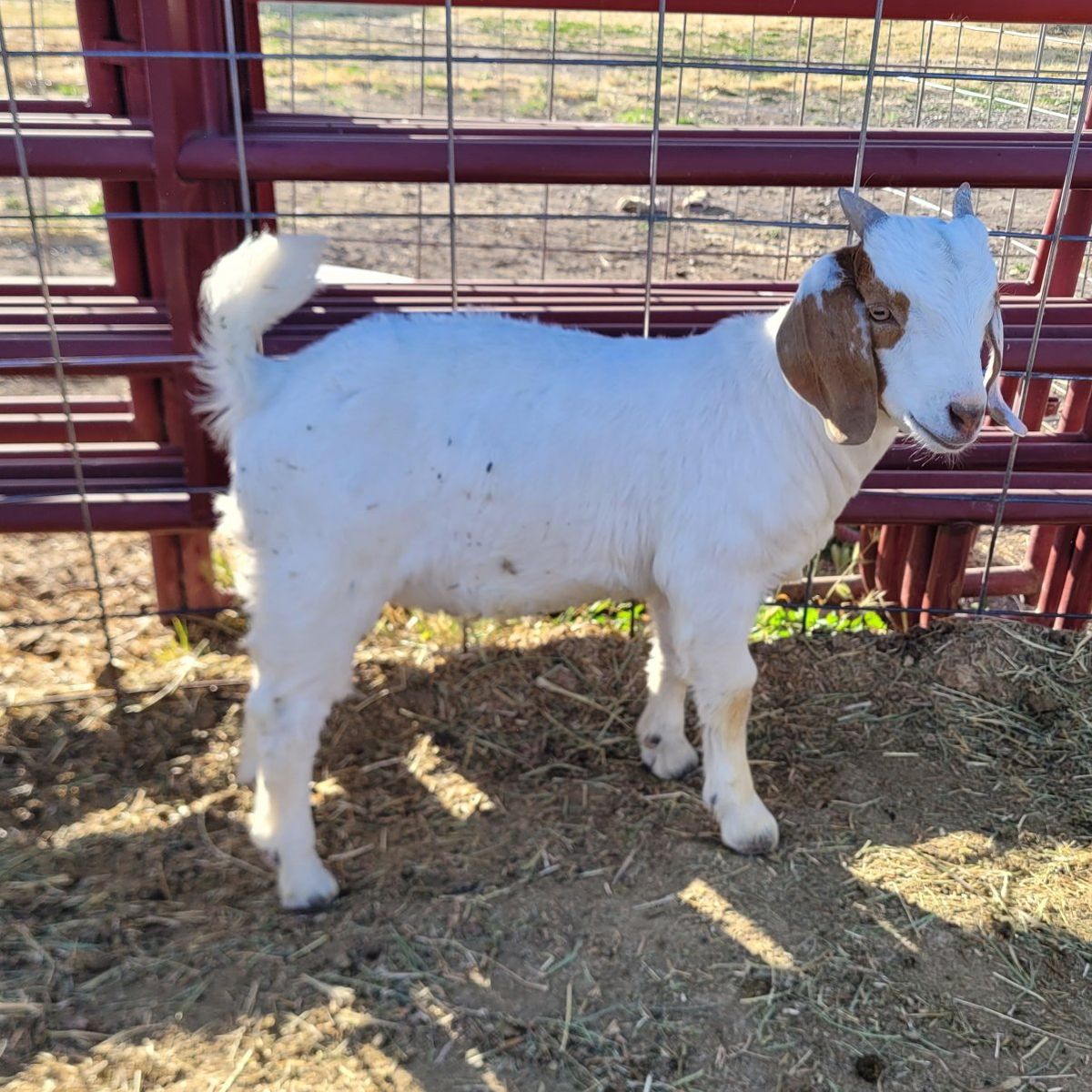 Boer Wether