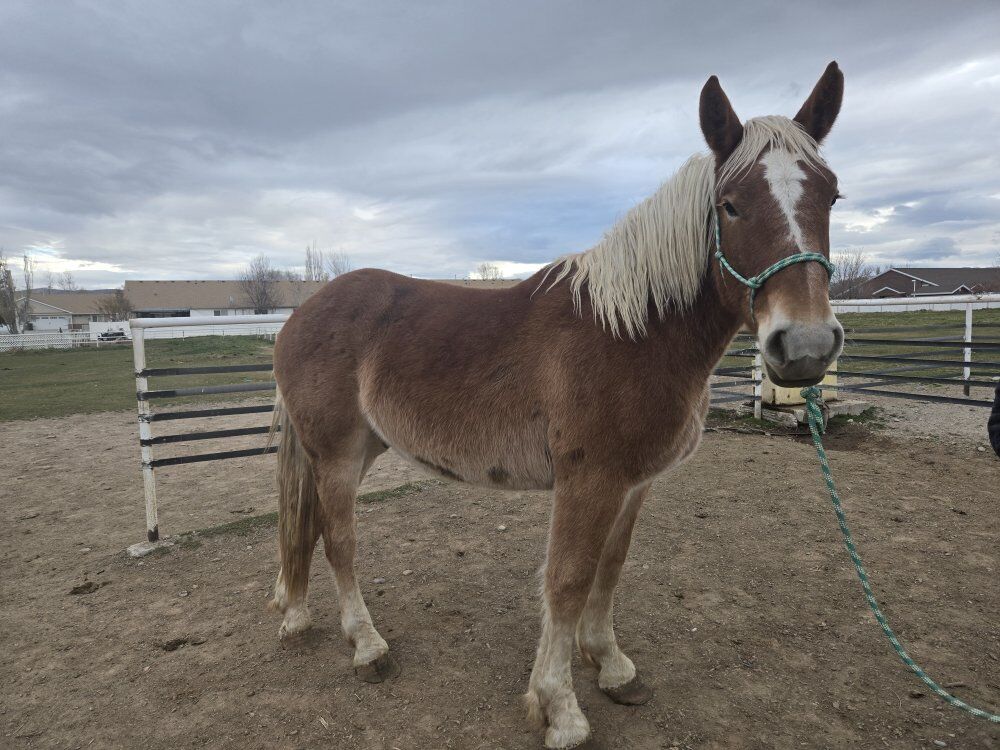brabant belgian draft gelding