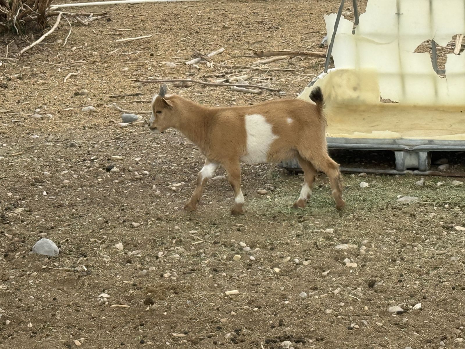 3—2 month old Pygmy bucklings