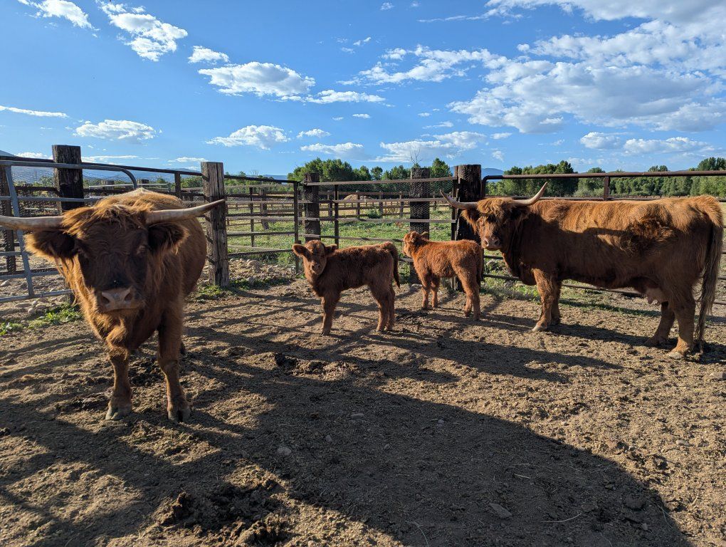 Highland cow heifer calf pairs
