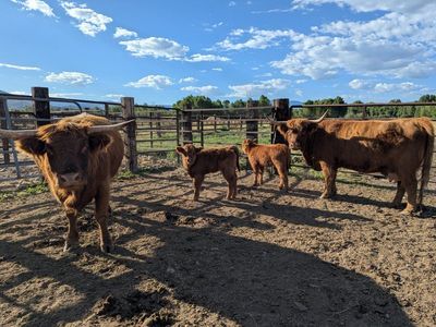 Highland cow heifer calf pairs