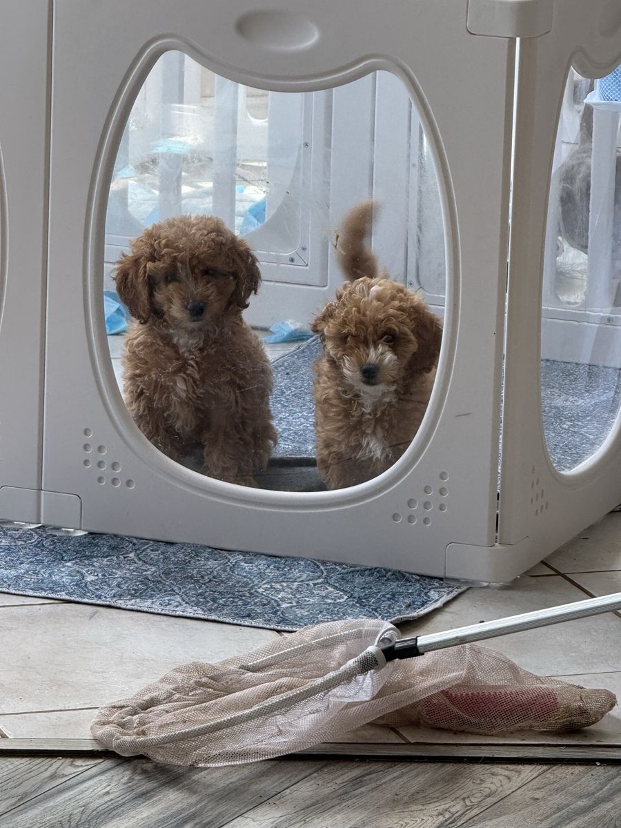Adorable Mini Goldendoodle Puppies - Males & Females Available