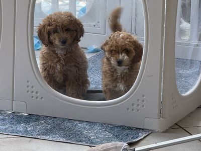 Adorable Mini Goldendoodle Puppies - Males & Females Available