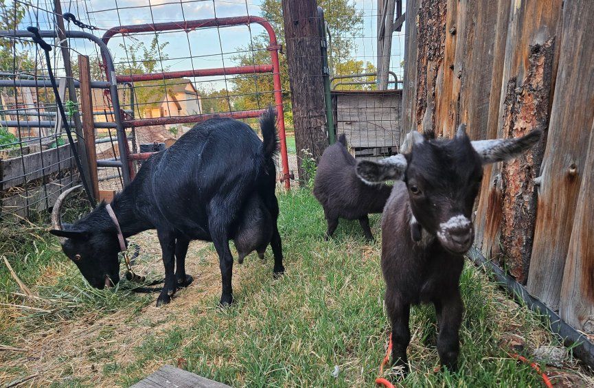 Nigerian dwarf doe in milk with 2 kids