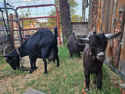 Nigerian dwarf doe in milk with 2 kids