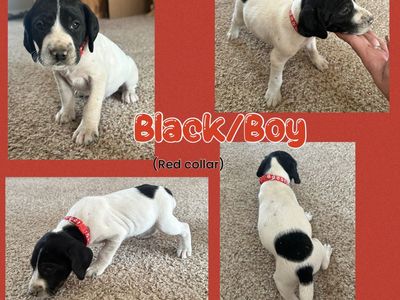 German Shorthaired Pointer (GSP) Puppies