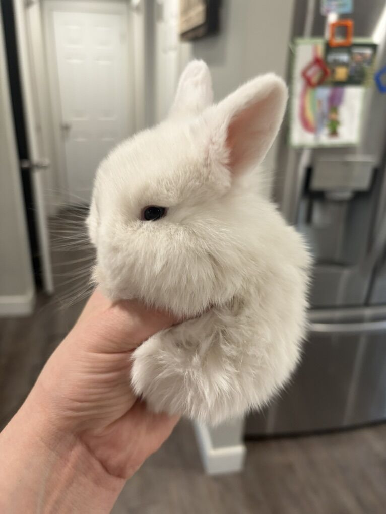 Holland Lop Doe Blue Eyed | Rabbits | KSL Classifieds