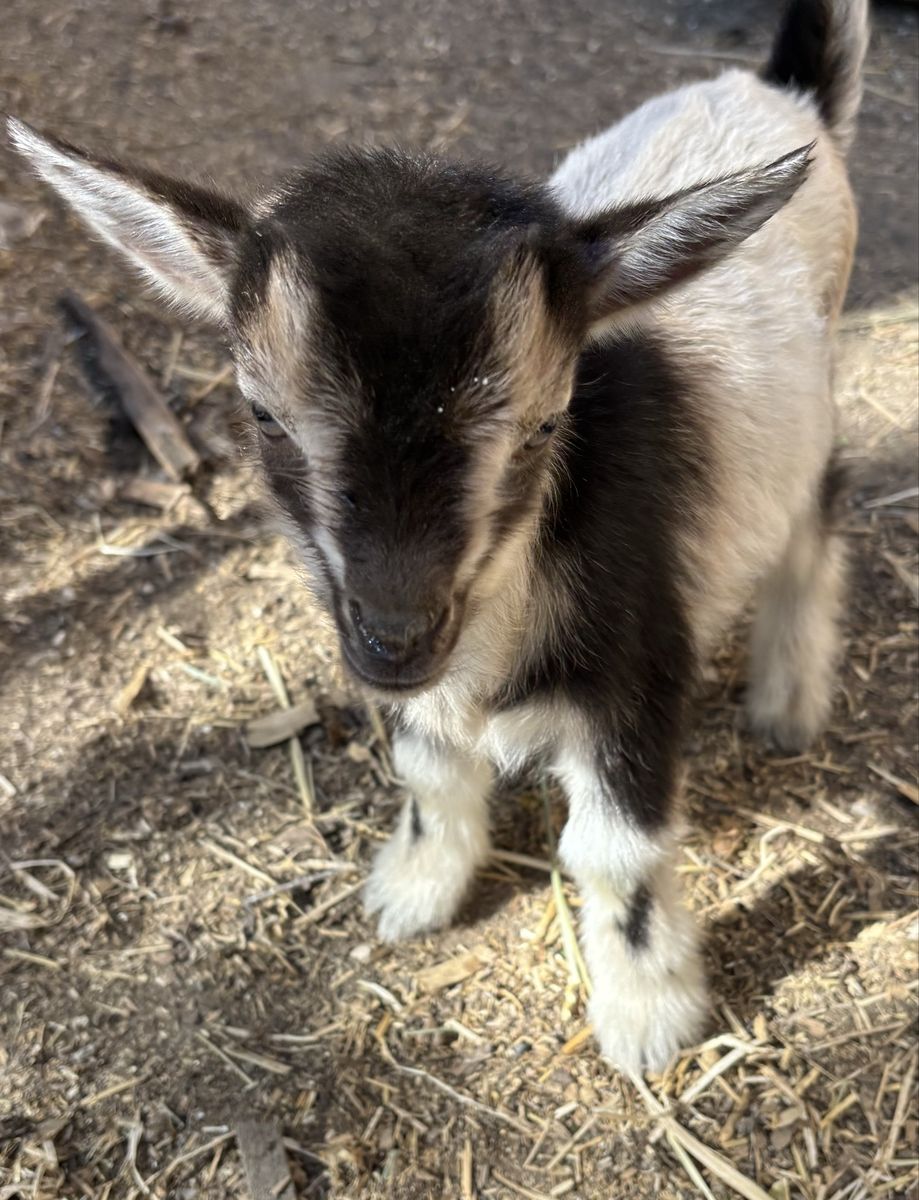 2 week old Nigerian Dwarf bottle baby