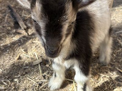 2 week old Nigerian Dwarf bottle baby