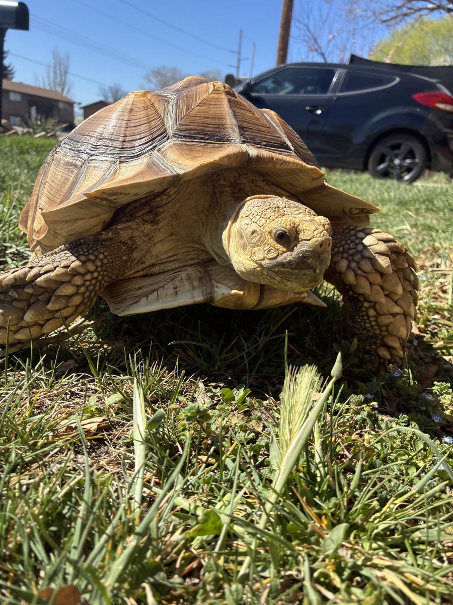 Male Sulcata Tortoise