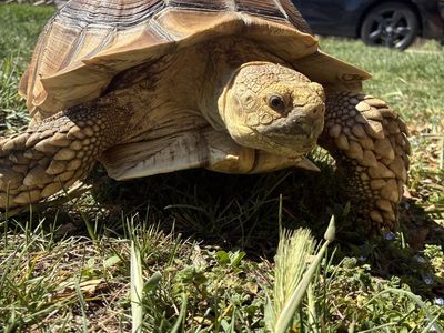 Male Sulcata Tortoise