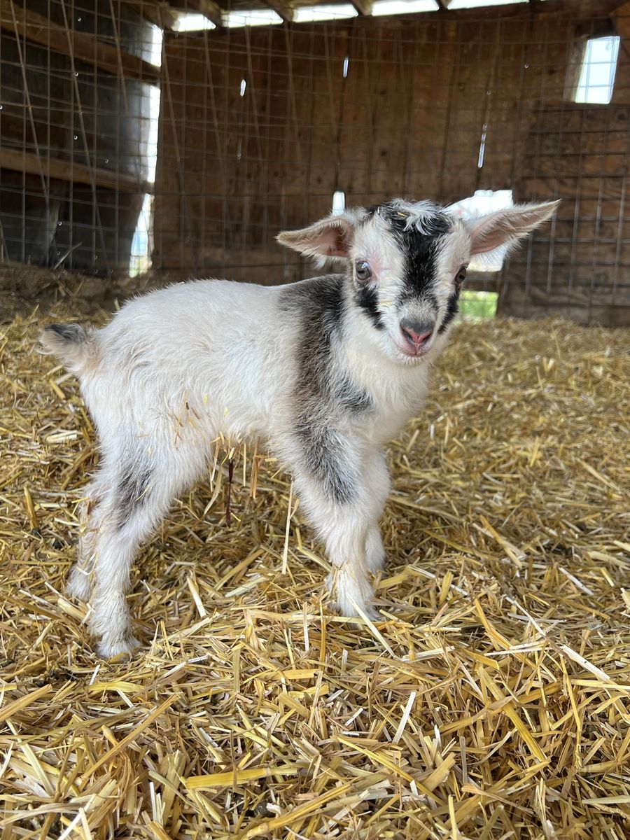 Nigerian Dwarf Buckling- Bottle Baby