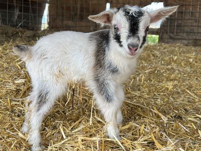 Nigerian Dwarf Buckling- Bottle Baby