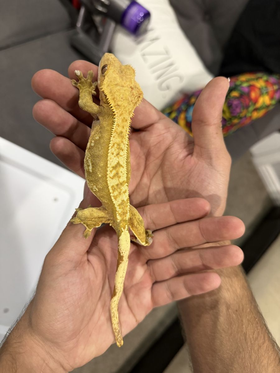 Female rtb or pet red pinstripe crested gecko
