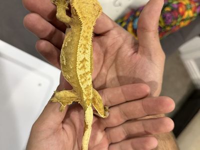 Female rtb or pet red pinstripe crested gecko