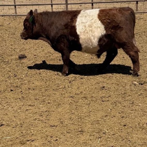 Red white mini bull  high park / belted Galloway