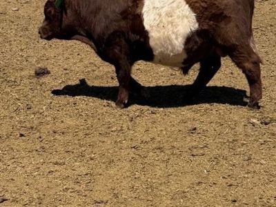 Red white mini bull high park / belted Galloway