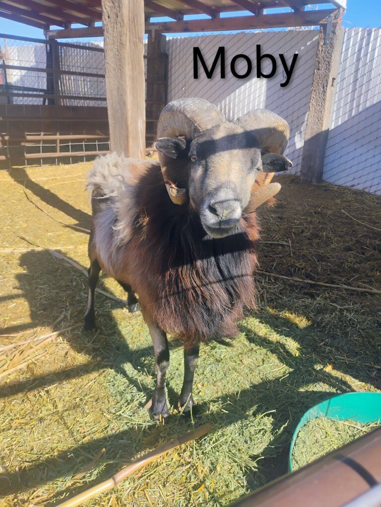 Barbado Sheep for sale!