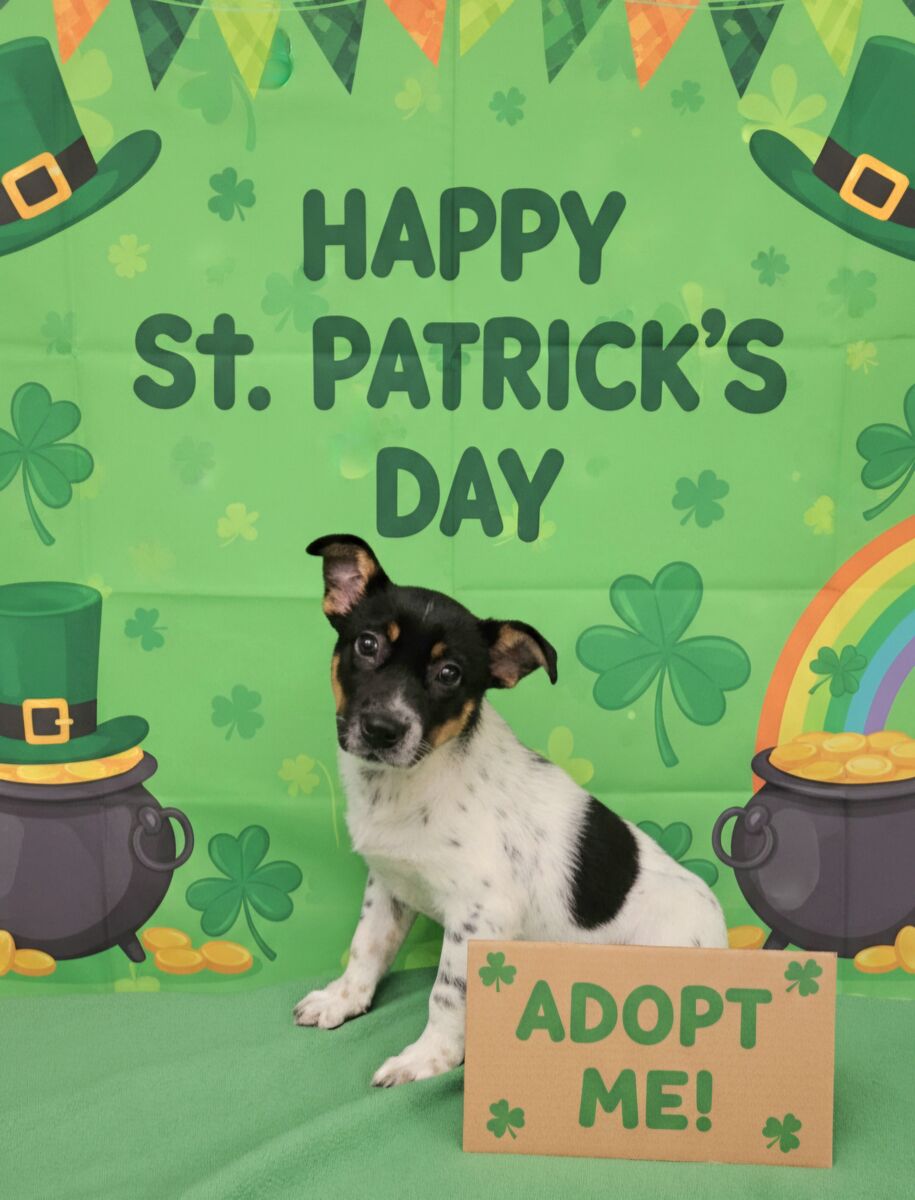 Monika, Australian Cattle Dog mix puppy