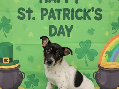 Monika, Australian Cattle Dog mix puppy