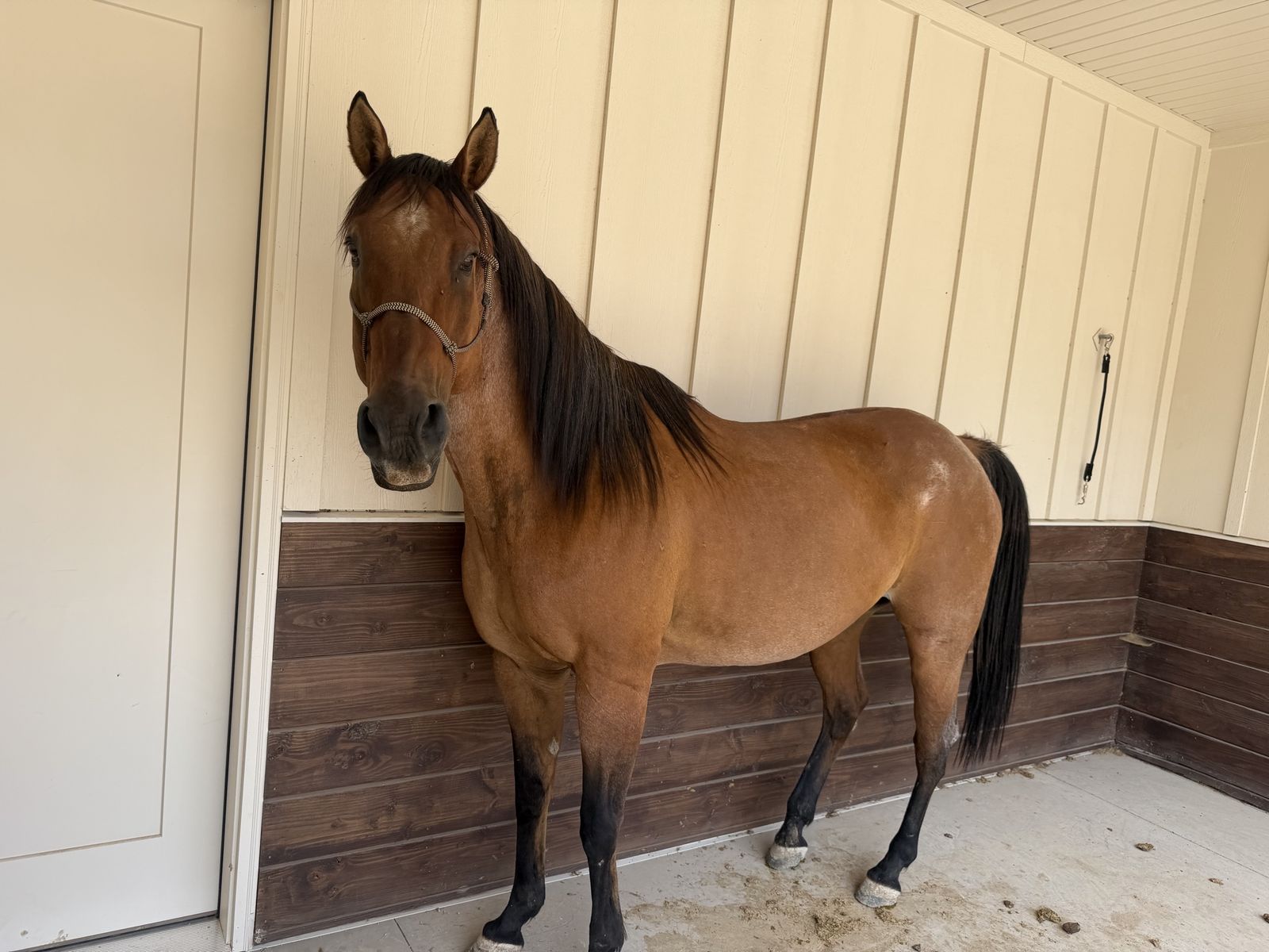 20 year old grade dun gelding