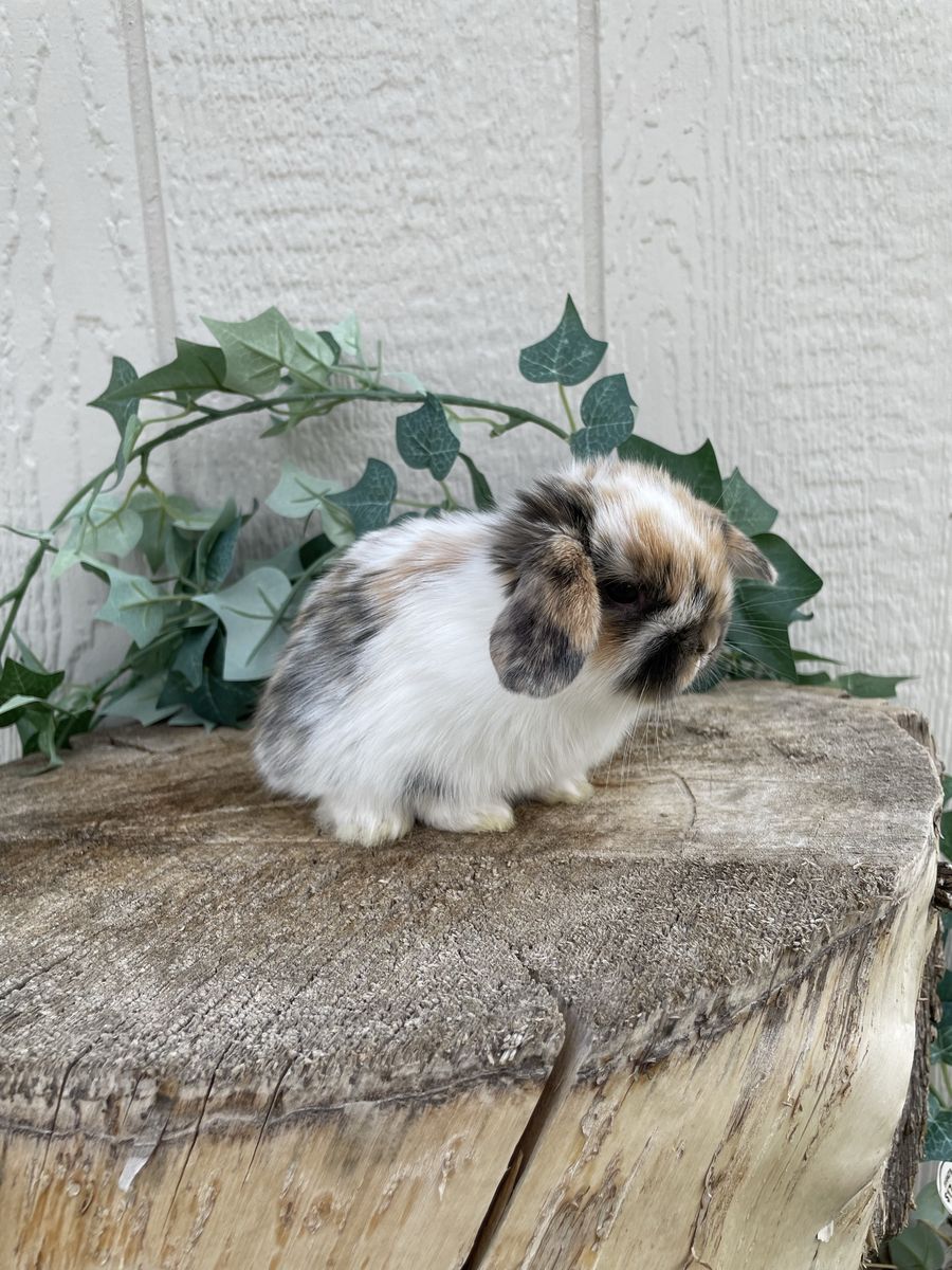 Purebred Holland Lop Doe (fully pedigreed) 
