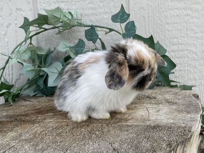 Purebred Holland Lop Doe (fully pedigreed)