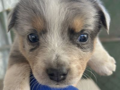 Blue healer puppies