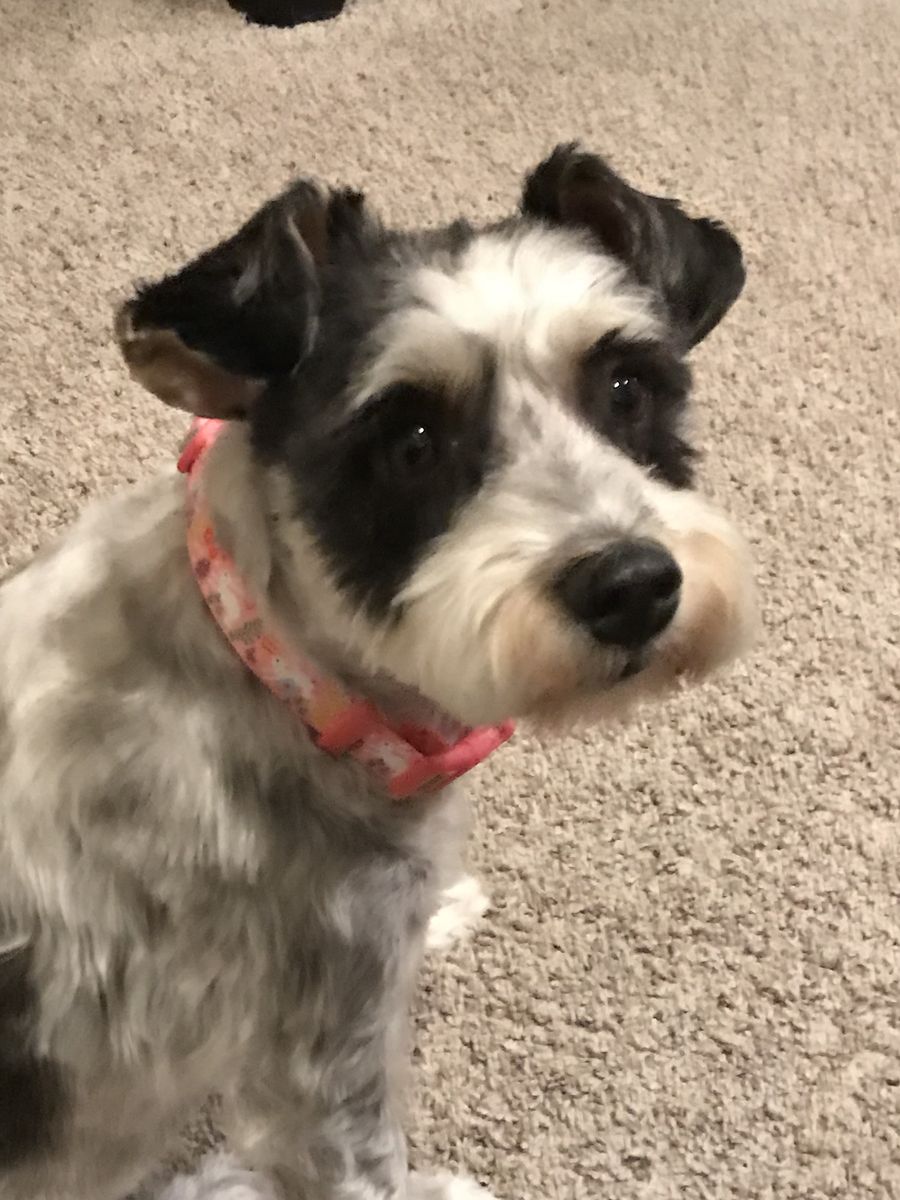 Missing Parti Schnauzer
