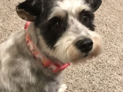 Missing Parti Schnauzer