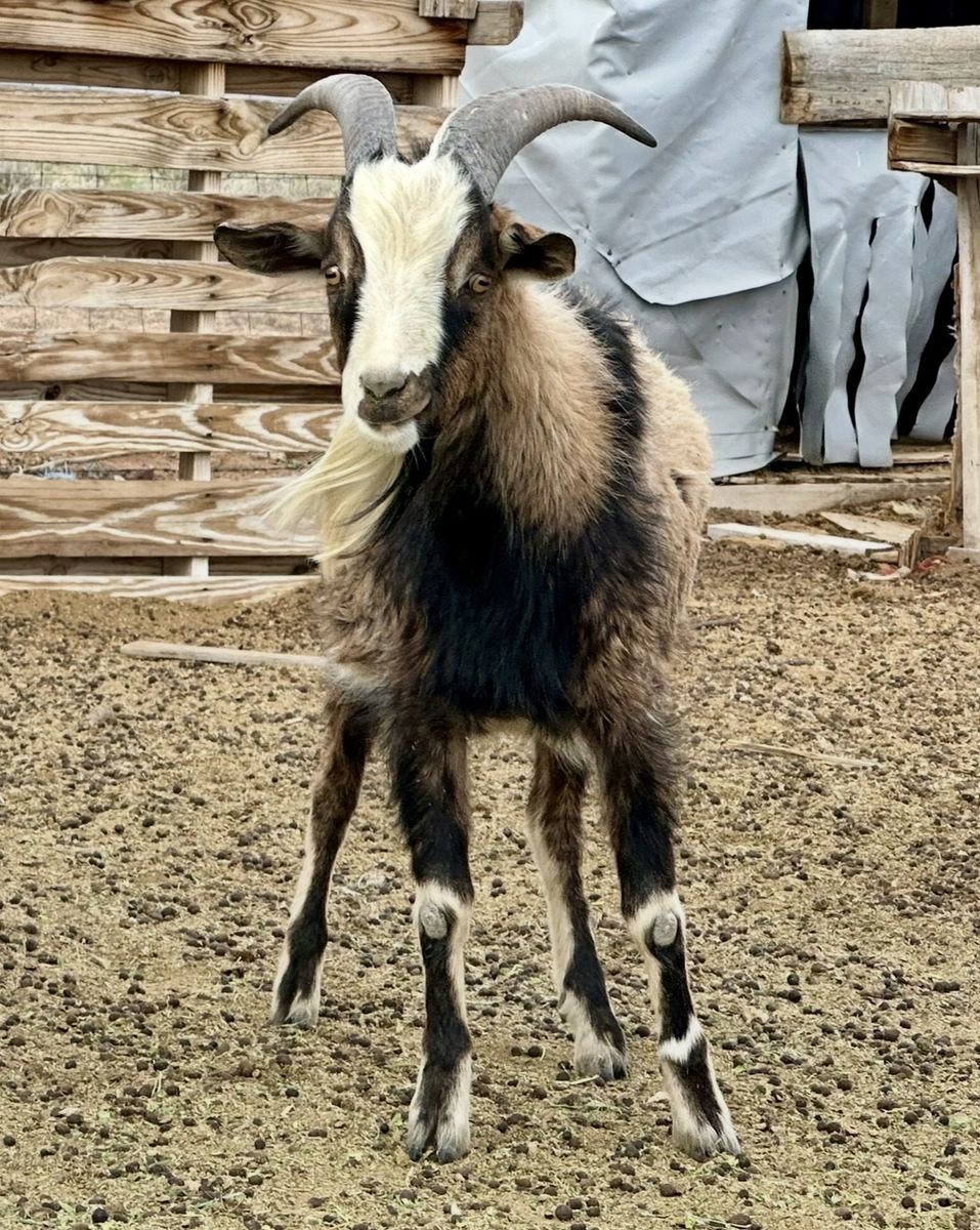 Goats kiko and fainting and Nigerian and Boer