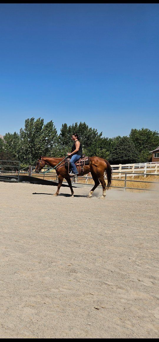2 sweet horses!