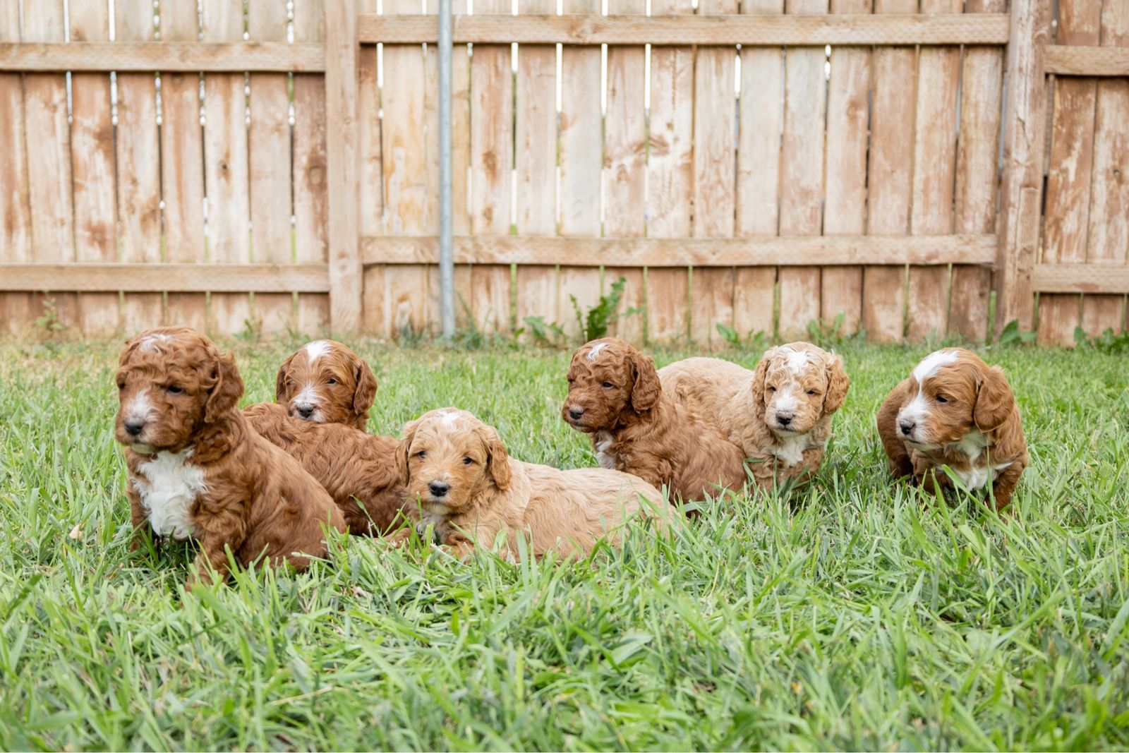 F1b Mini Goldendoodles