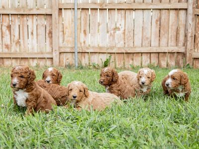F1b Mini Goldendoodles