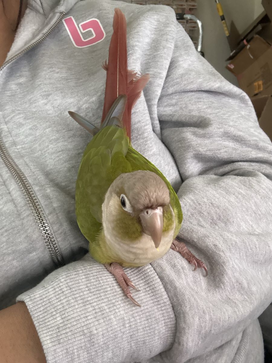 Green Cheek Conure