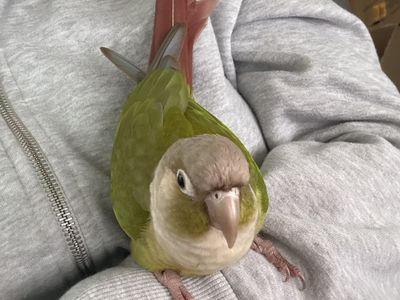 Green Cheek Conure