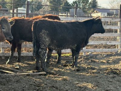 simmental/angus yearling heifers