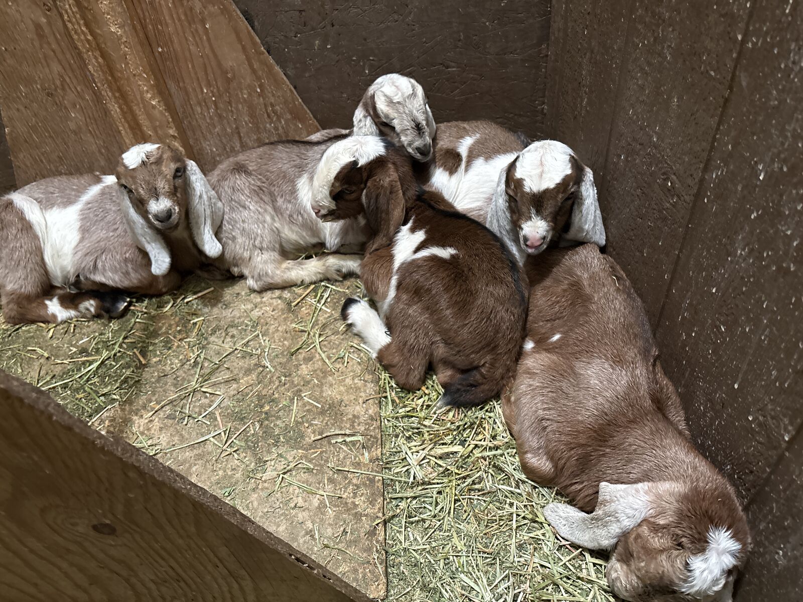 Full Size Nubian Bottle Bucklings